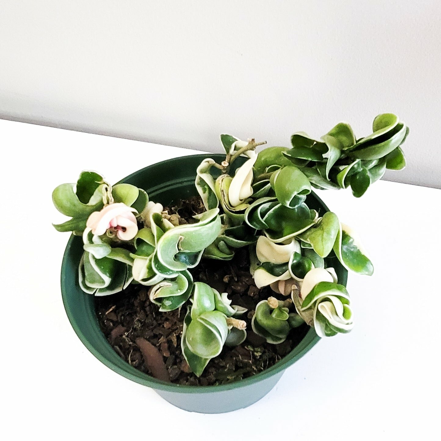 Hoya carnosa Compacta - Hindu rope-plant-ThePaintedLeaf-care