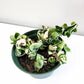 Hoya carnosa Compacta - Hindu rope-plant-ThePaintedLeaf-care