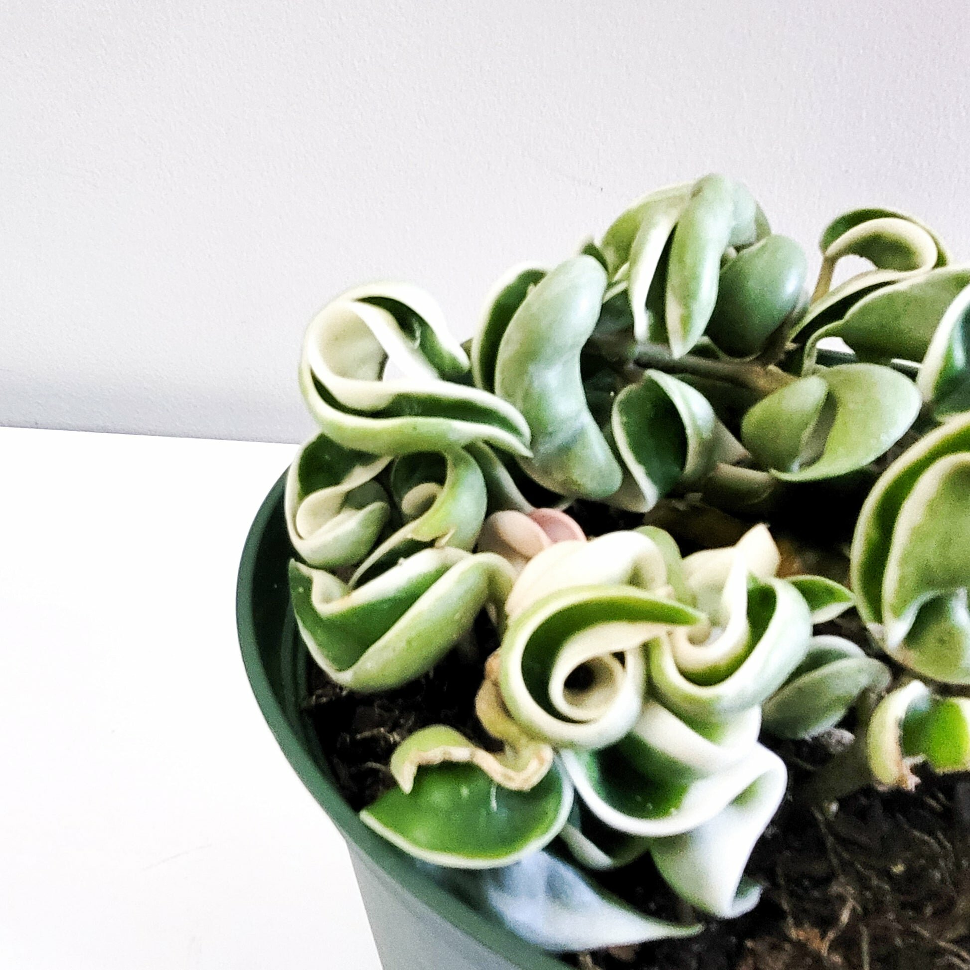 Hoya carnosa Compacta - Hindu rope-plant-ThePaintedLeaf-care