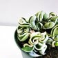 Hoya carnosa Compacta - Hindu rope-plant-ThePaintedLeaf-care