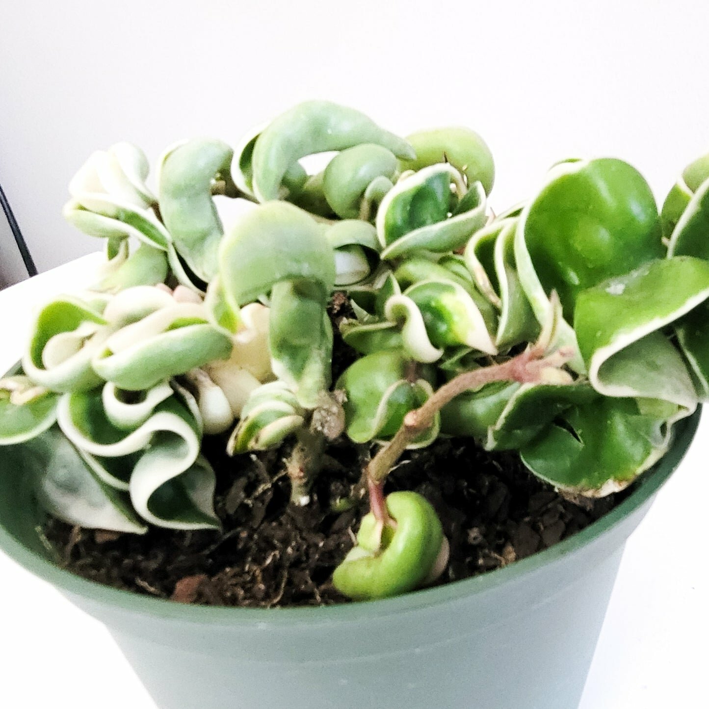 Hoya carnosa Compacta - Hindu rope-plant-ThePaintedLeaf-care