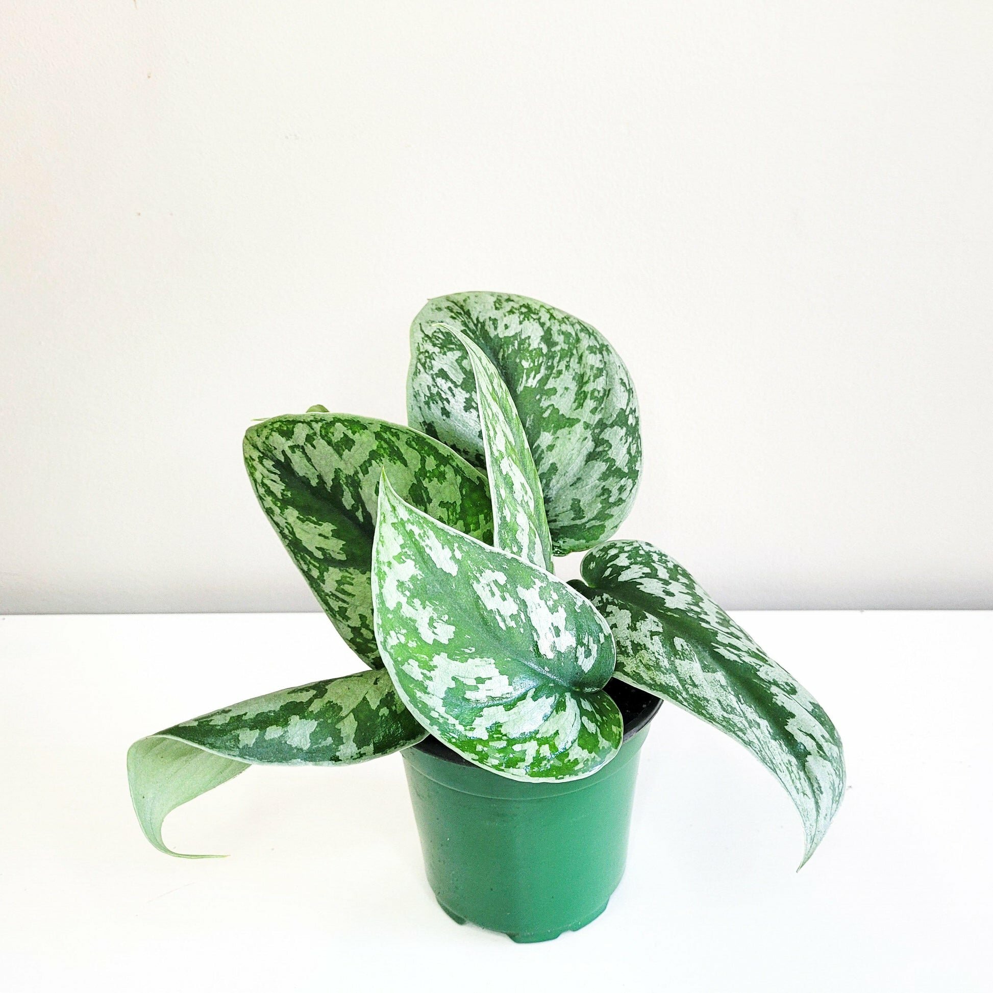Scindapsus Pictus Exotica- Silver Pothos-ThePaintedLeaf-care