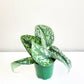Scindapsus Pictus Exotica- Silver Pothos-ThePaintedLeaf-care