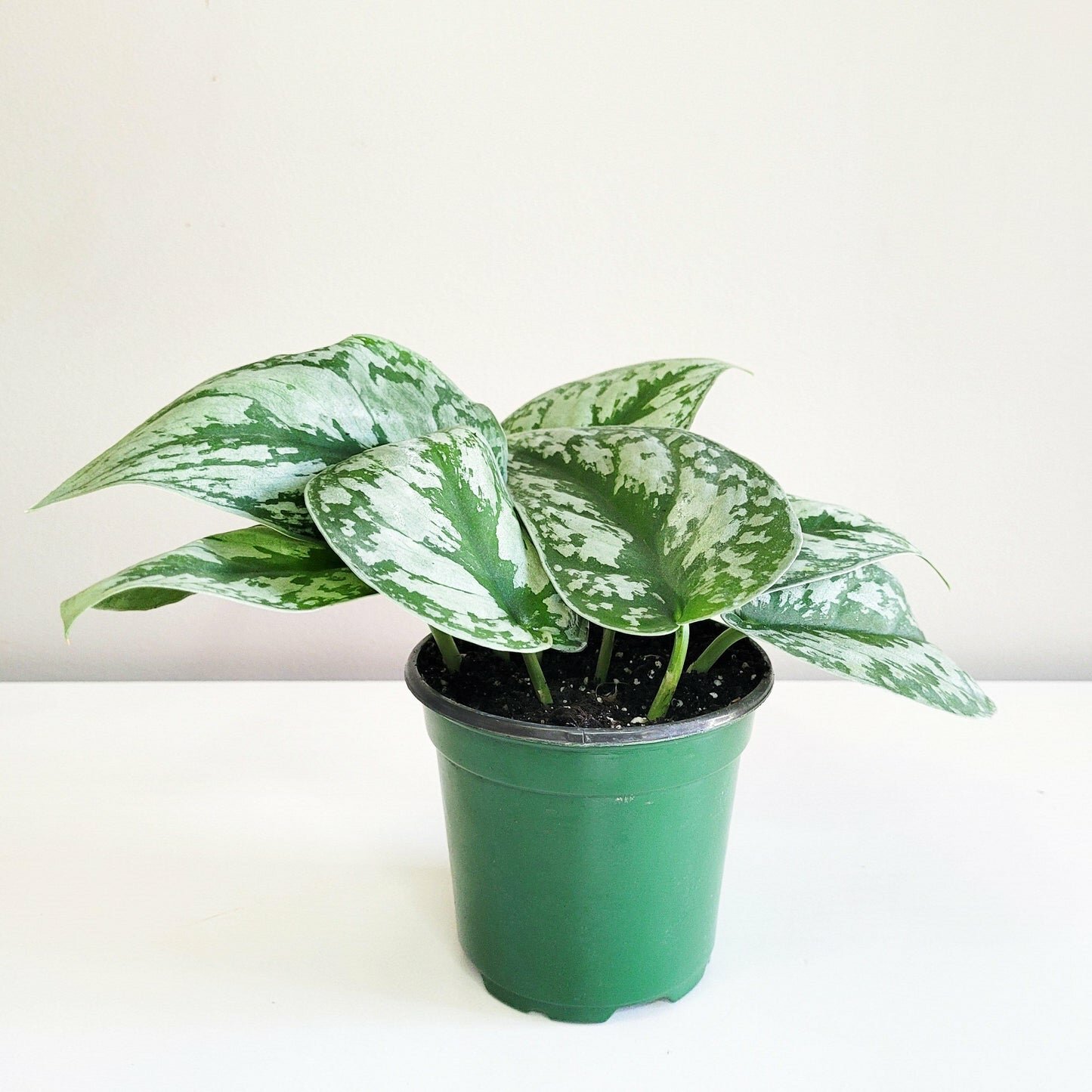 Scindapsus Pictus Exotica- Silver Pothos-ThePaintedLeaf-care
