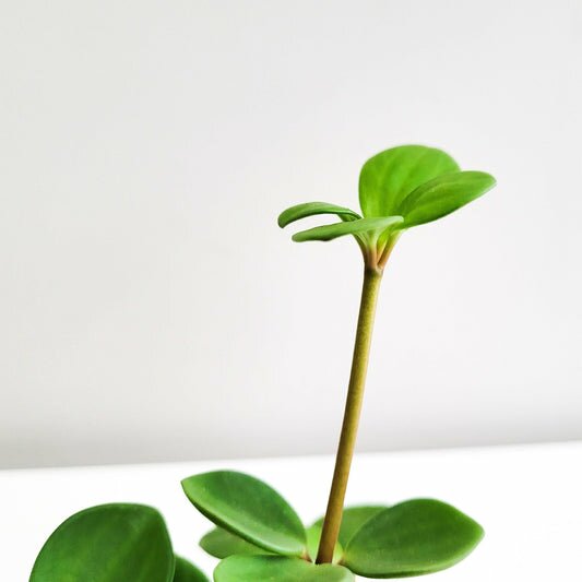 Peperomia Hope-plant-ThePaintedLeaf-care
