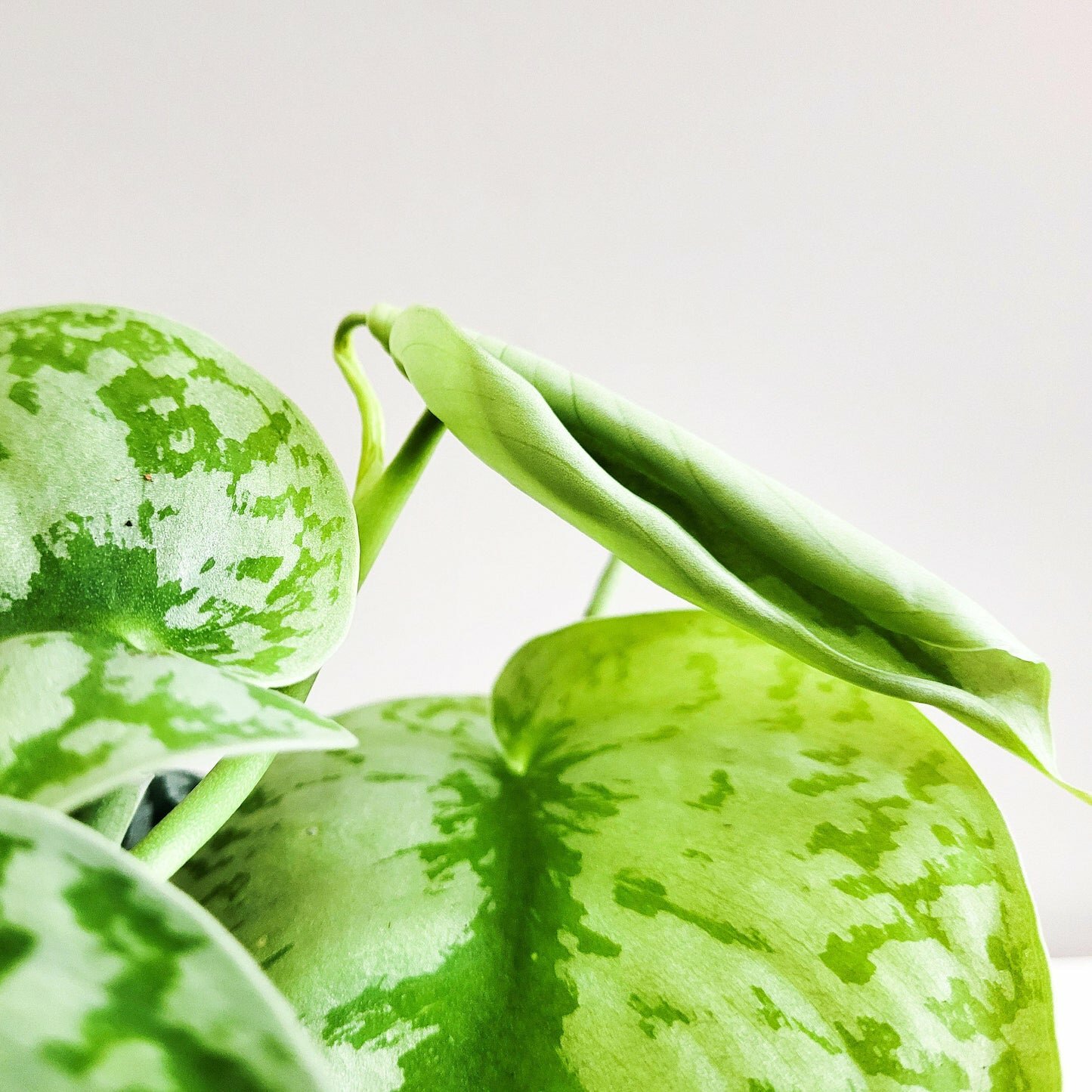 Scindapsus Pictus Exotica- Silver Pothos-ThePaintedLeaf-care