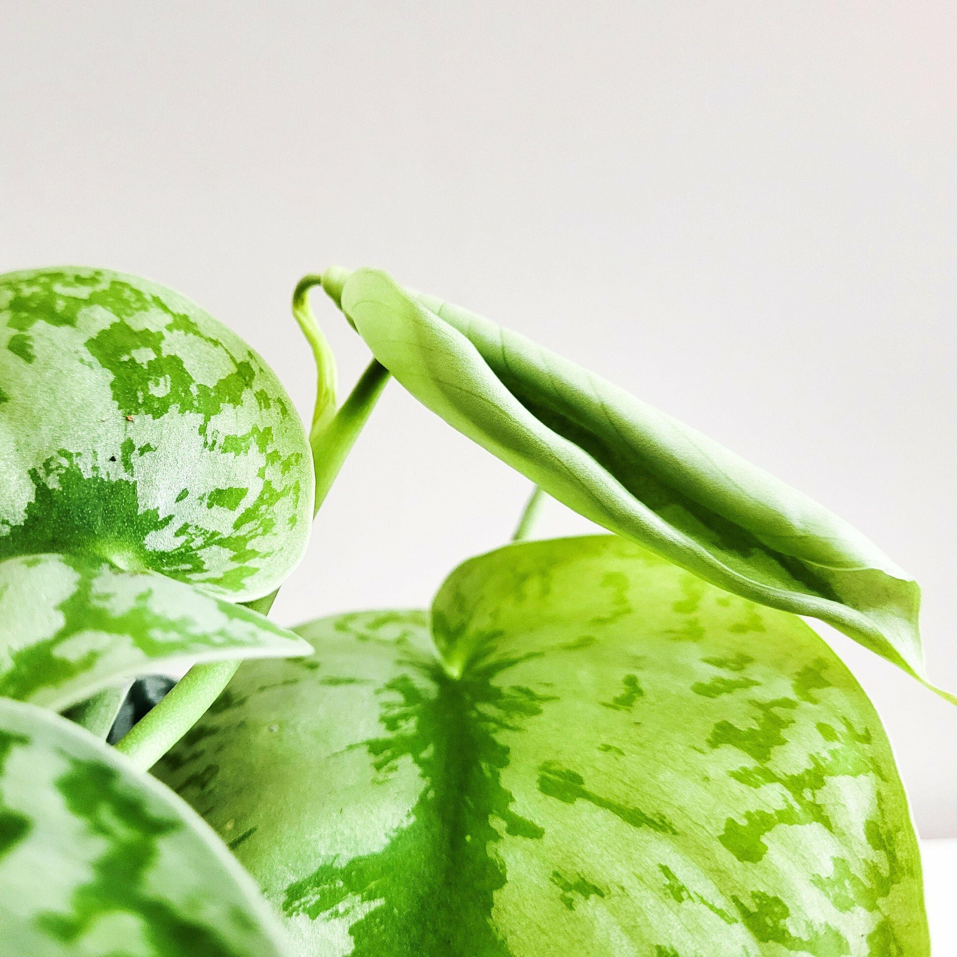 Scindapsus Pictus Exotica- Silver Pothos-ThePaintedLeaf-care