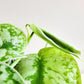 Scindapsus Pictus Exotica- Silver Pothos-ThePaintedLeaf-care