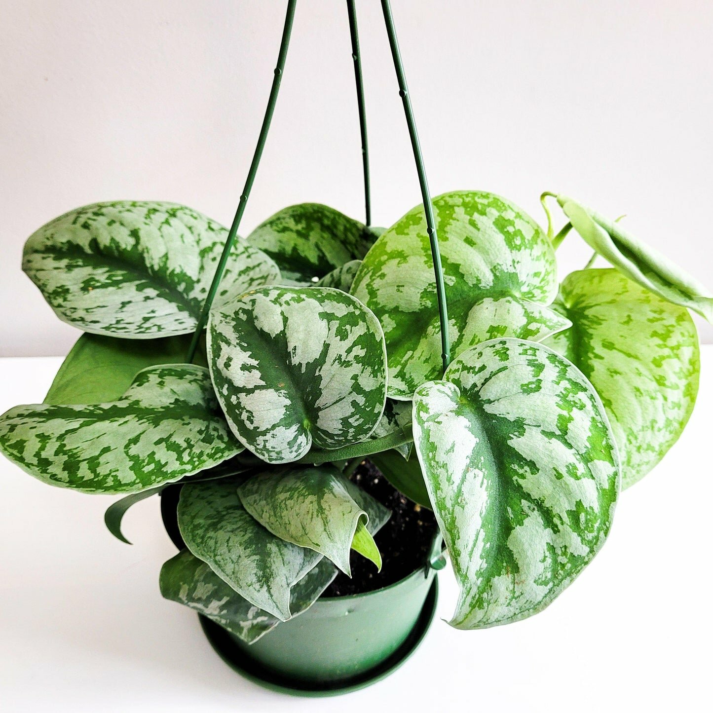 Scindapsus Pictus Exotica- Silver Pothos-ThePaintedLeaf-care