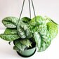 Scindapsus Pictus Exotica- Silver Pothos-ThePaintedLeaf-care