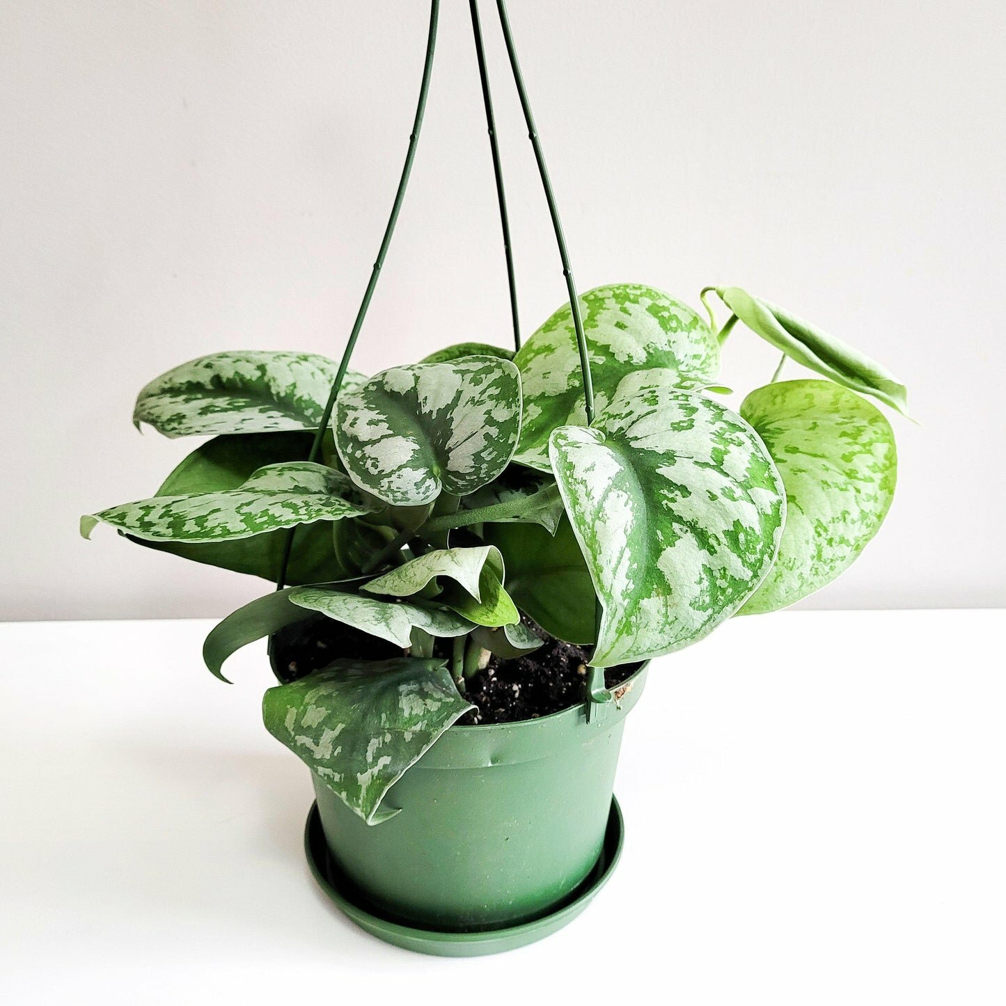 Scindapsus Pictus Exotica- Silver Pothos-ThePaintedLeaf-care