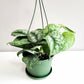 Scindapsus Pictus Exotica- Silver Pothos-ThePaintedLeaf-care