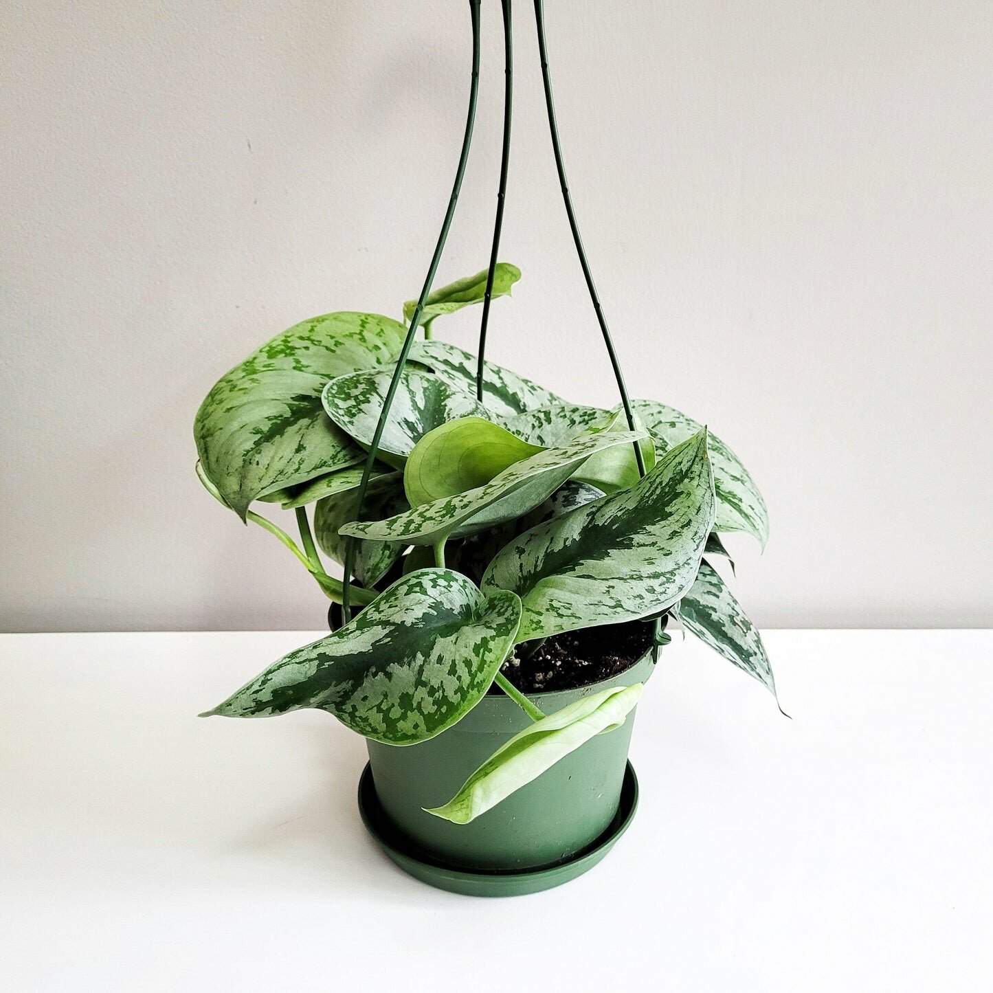 Scindapsus Pictus Exotica- Silver Pothos-ThePaintedLeaf-care