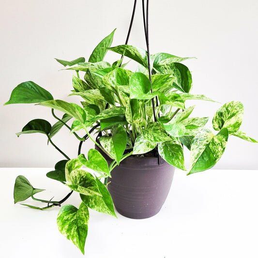 Epipremnum aureum- Marble Queen Pothos-plant-ThePaintedLeaf-care