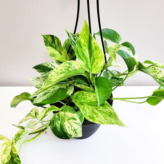 Epipremnum aureum- Marble Queen Pothos-plant-ThePaintedLeaf-care