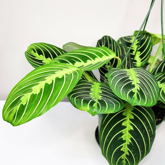 Maranta leuconeura- Lemon Lime Prayer Plant-plant-ThePaintedLeaf-care