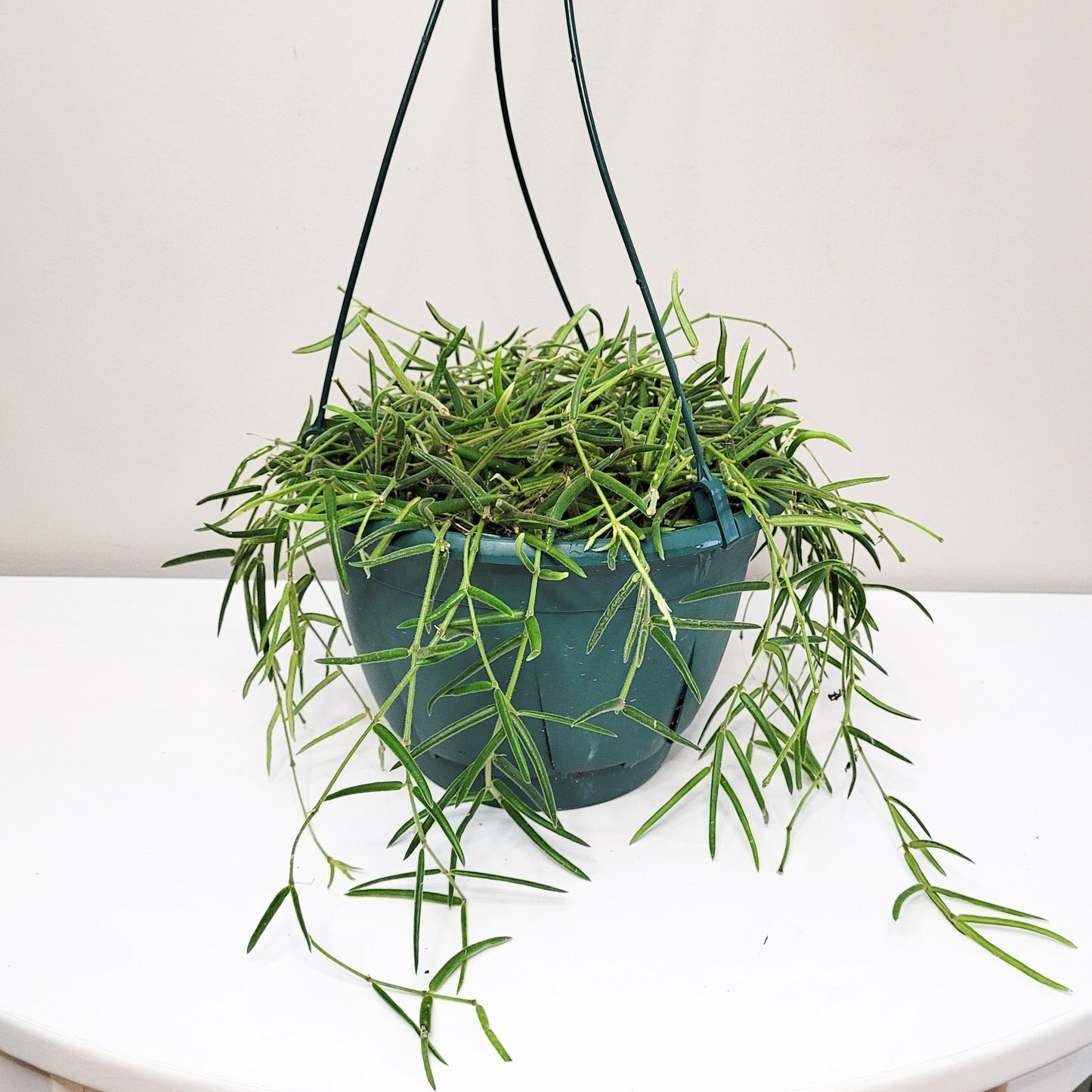 Hoya linearis-plant-ThePaintedLeaf-care