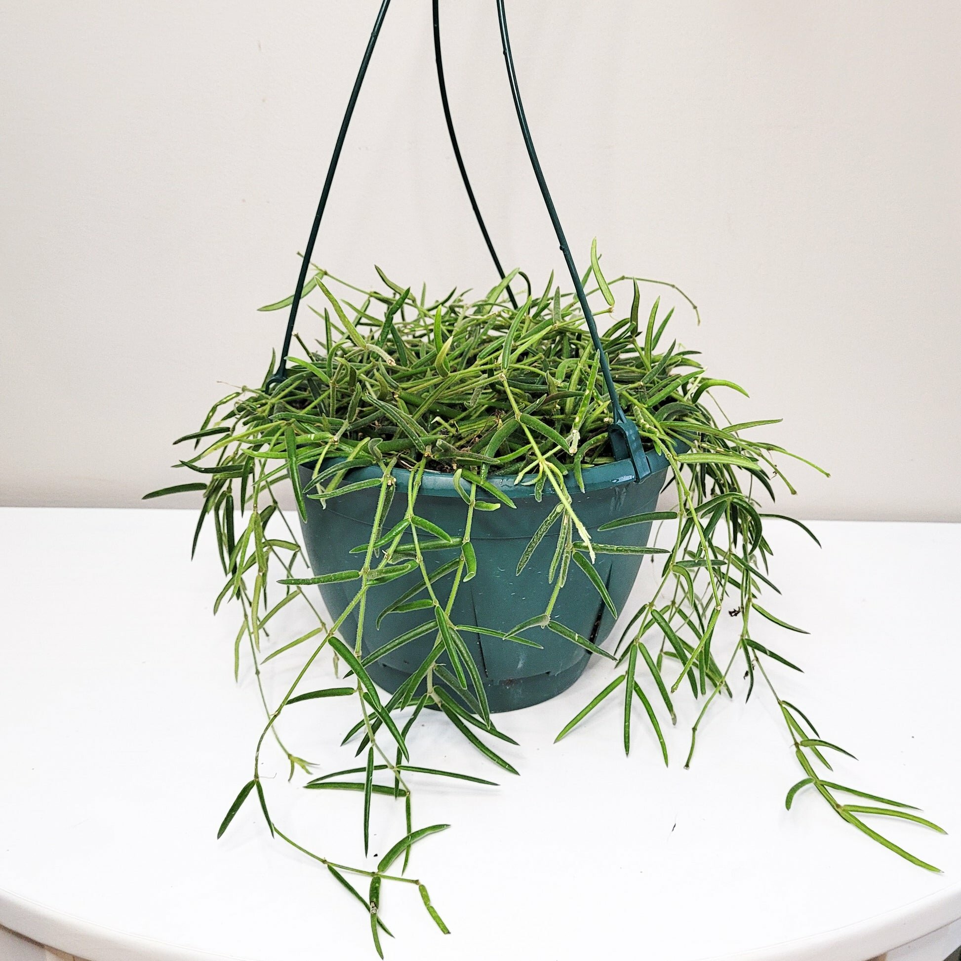 Hoya linearis-plant-ThePaintedLeaf-care