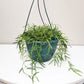 Hoya linearis-plant-ThePaintedLeaf-care