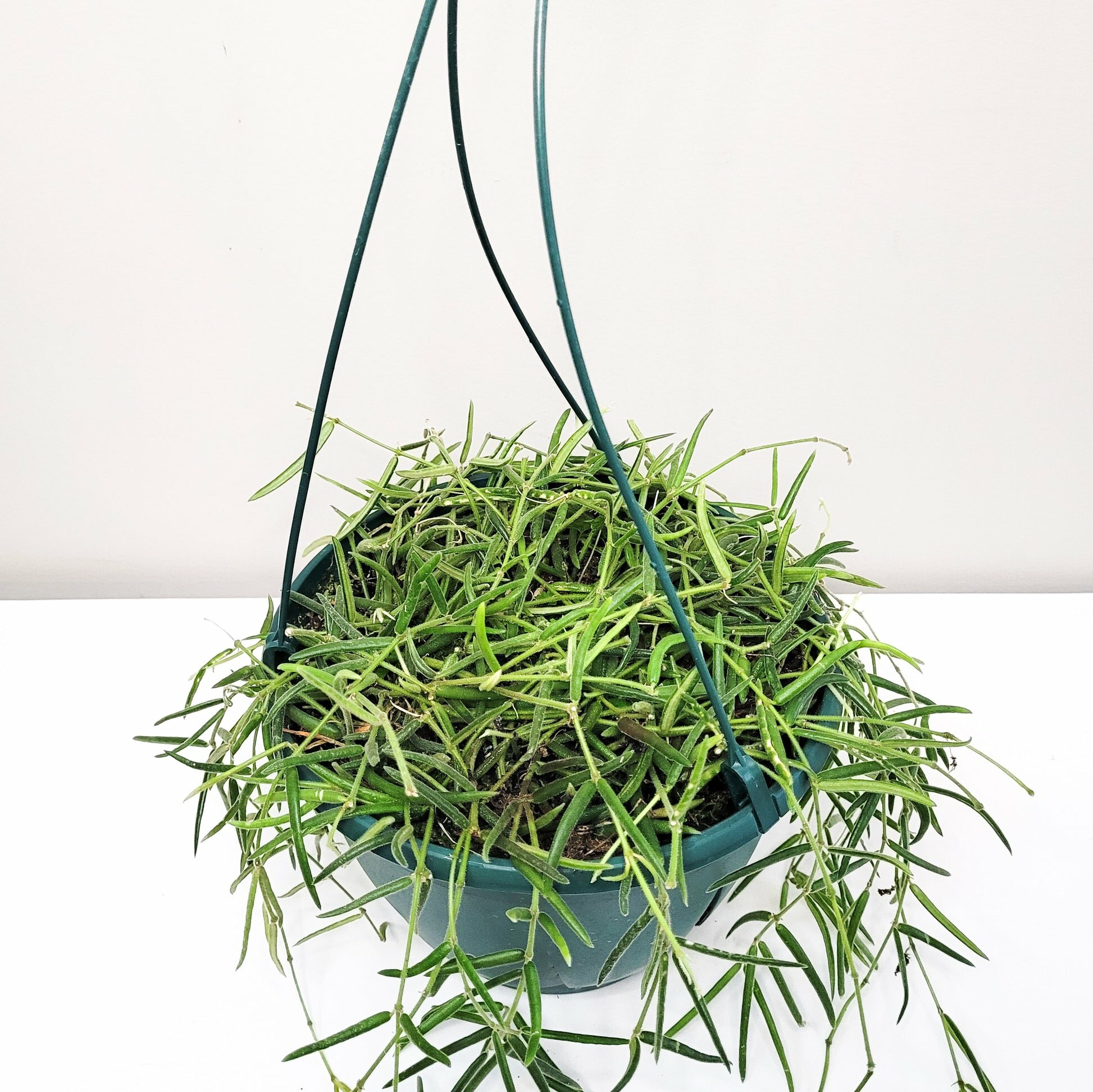 Hoya linearis-plant-ThePaintedLeaf-care
