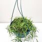 Hoya linearis-plant-ThePaintedLeaf-care