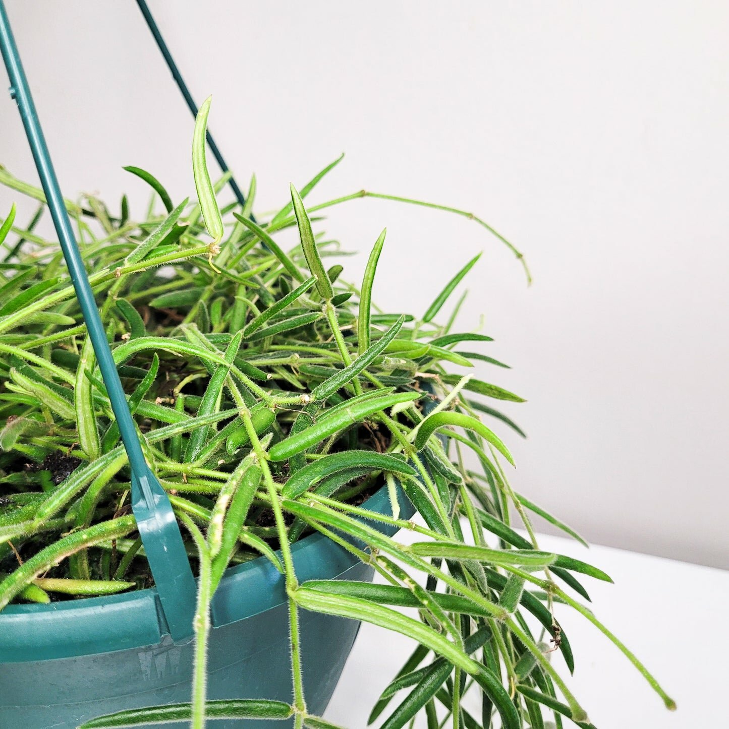 Hoya linearis-plant-ThePaintedLeaf-care