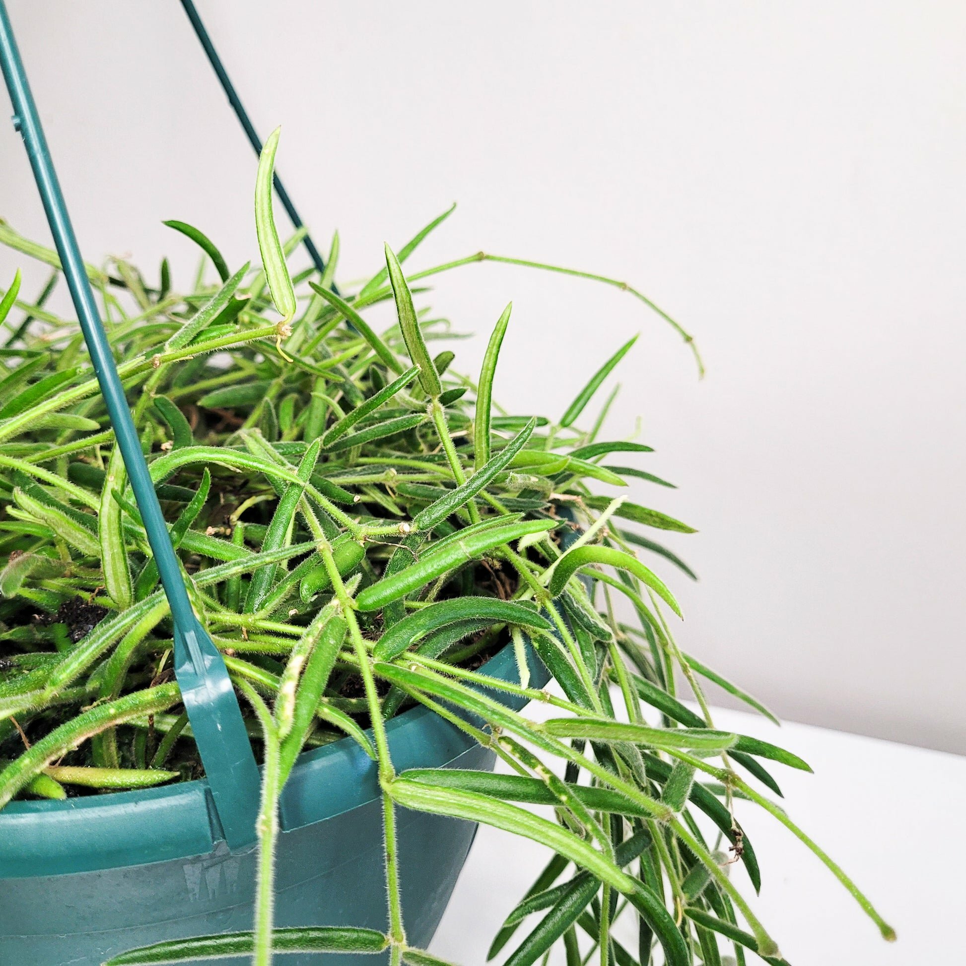 Hoya linearis-plant-ThePaintedLeaf-care