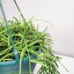 Hoya linearis-plant-ThePaintedLeaf-care