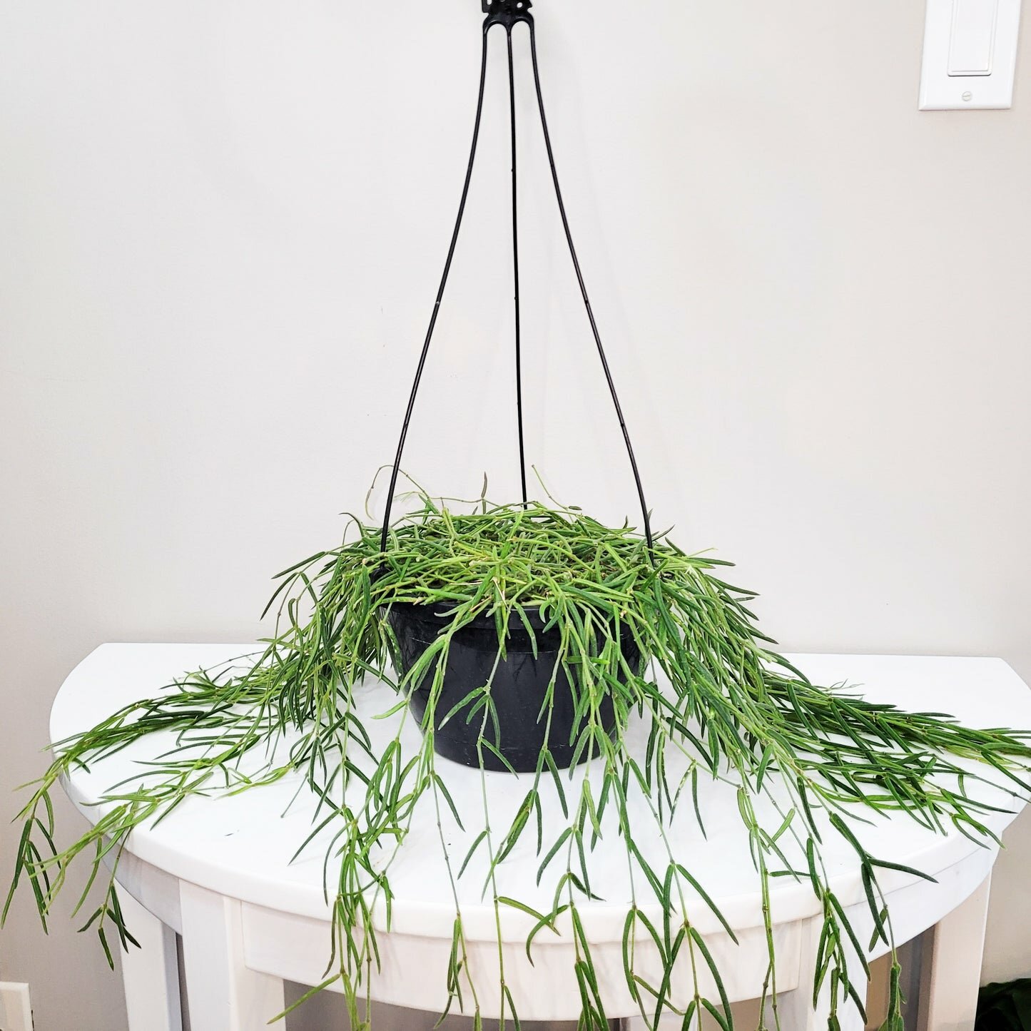 Hoya linearis-plant-ThePaintedLeaf-care