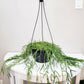 Hoya linearis-plant-ThePaintedLeaf-care