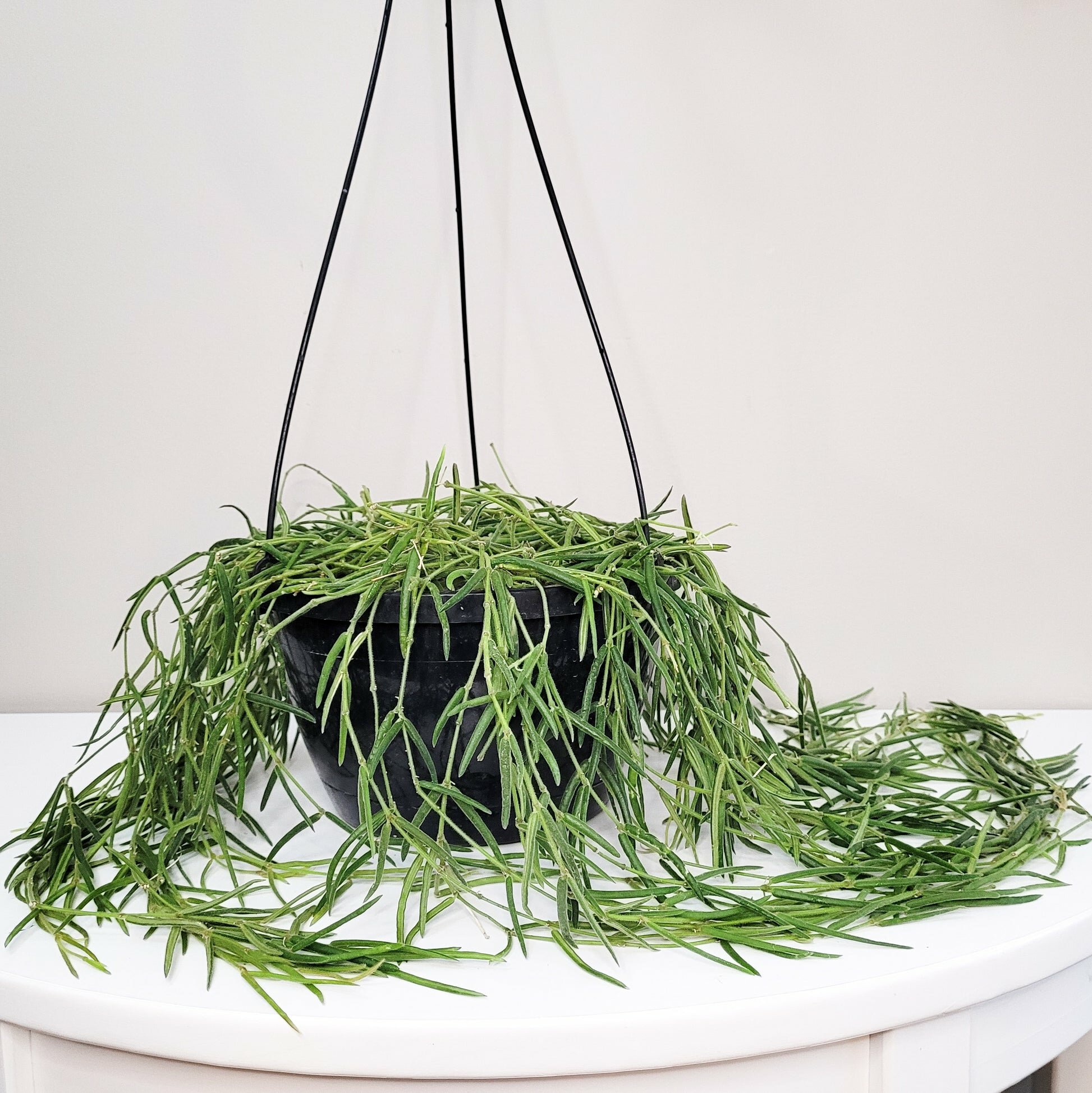 Hoya linearis-plant-ThePaintedLeaf-care