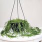 Hoya linearis-plant-ThePaintedLeaf-care