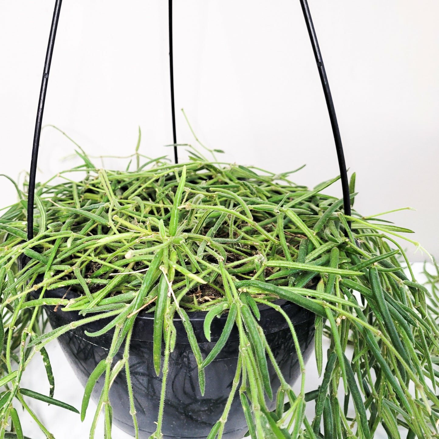 Hoya linearis-plant-ThePaintedLeaf-care