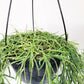 Hoya linearis-plant-ThePaintedLeaf-care