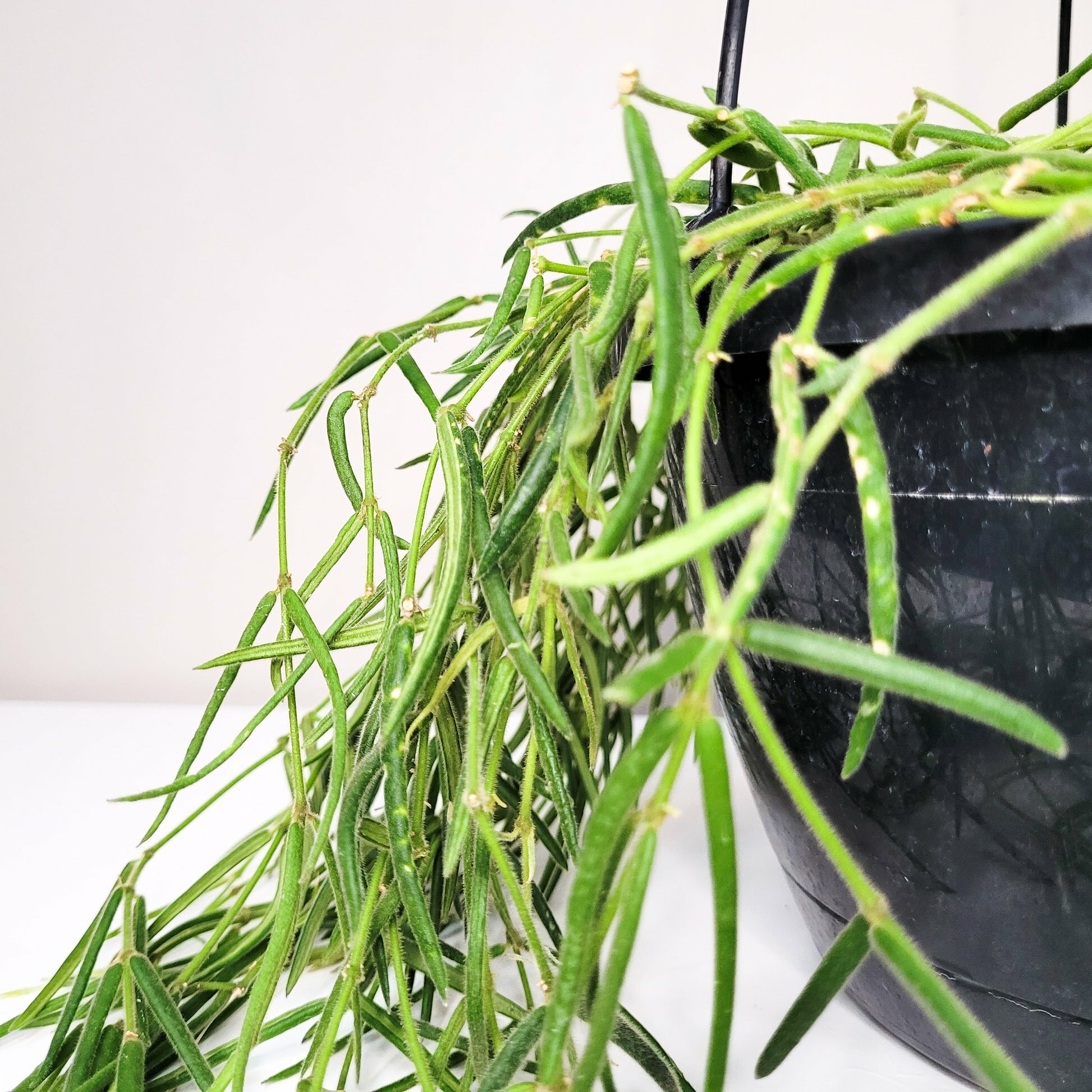 Hoya linearis-plant-ThePaintedLeaf-care
