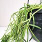 Hoya linearis-plant-ThePaintedLeaf-care