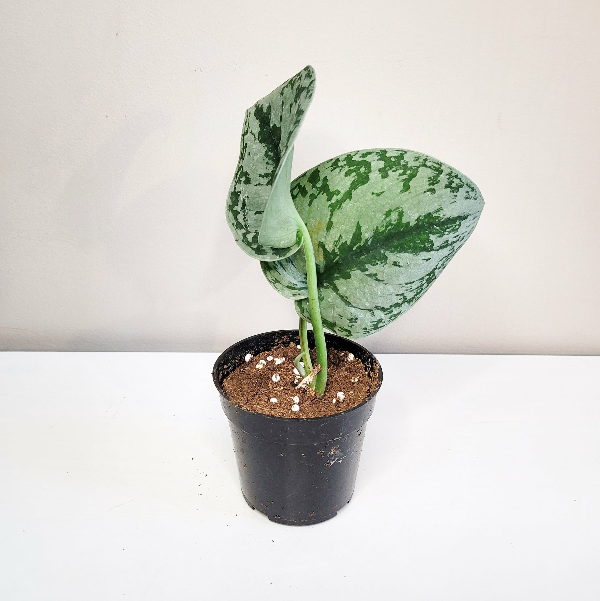 Scindapsus Pictus Exotica- Silver Pothos-ThePaintedLeaf-care