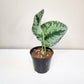 Scindapsus Pictus Exotica- Silver Pothos-ThePaintedLeaf-care
