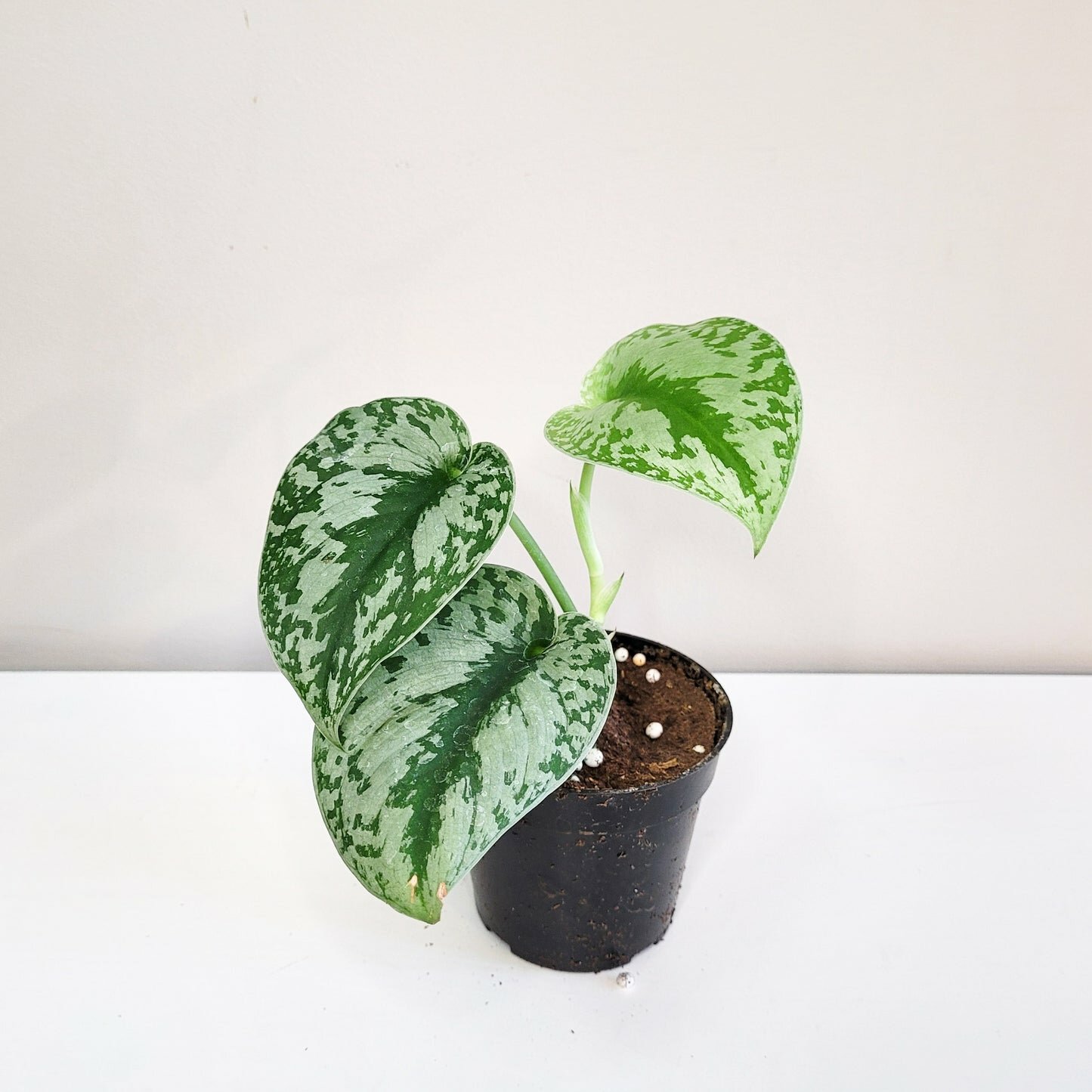 Scindapsus Pictus Exotica- Silver Pothos-ThePaintedLeaf-care