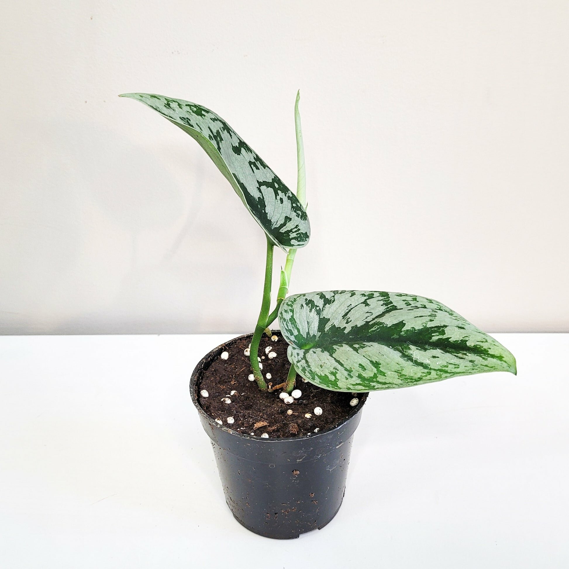 Scindapsus Pictus Exotica- Silver Pothos-ThePaintedLeaf-care