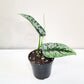 Scindapsus Pictus Exotica- Silver Pothos-ThePaintedLeaf-care