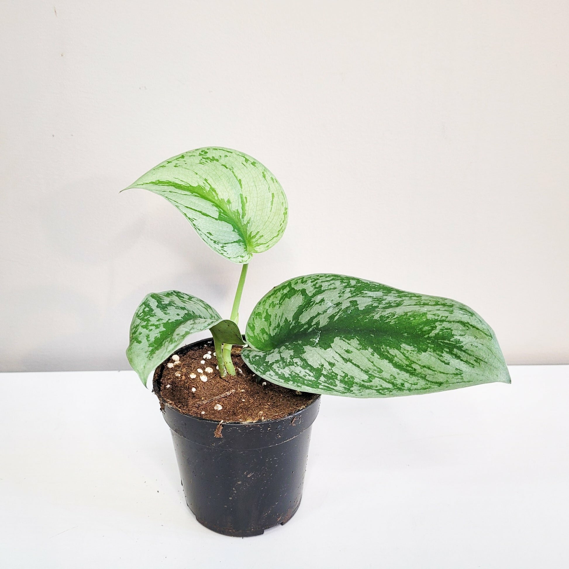 Scindapsus Pictus Exotica- Silver Pothos-ThePaintedLeaf-care