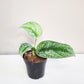 Scindapsus Pictus Exotica- Silver Pothos-ThePaintedLeaf-care