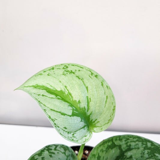 Scindapsus Pictus Exotica- Silver Pothos-ThePaintedLeaf-care