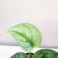 Scindapsus Pictus Exotica- Silver Pothos-ThePaintedLeaf-care