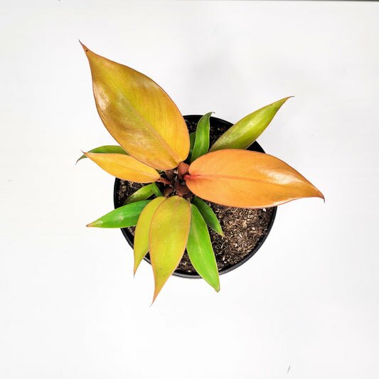 Philodendron Prince of Orange-ThePaintedLeaf-care