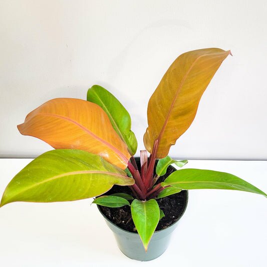 Philodendron Prince of Orange-ThePaintedLeaf-care