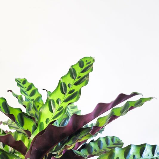 Calathea lancifolia - Rattlesnake Calathea-Plants-ThePaintedLeaf-care