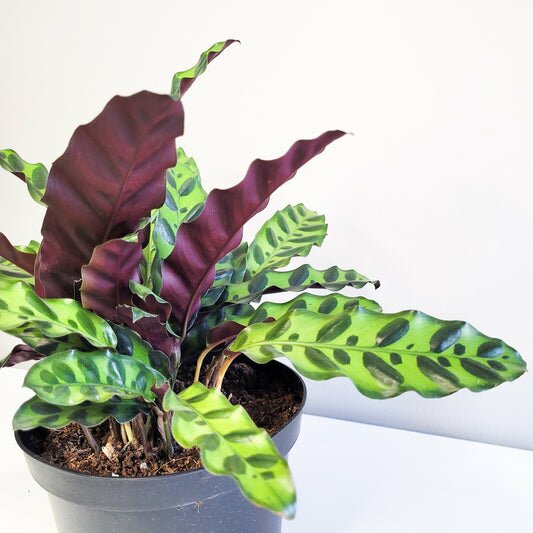Calathea lancifolia - Rattlesnake Calathea-Plants-ThePaintedLeaf-care