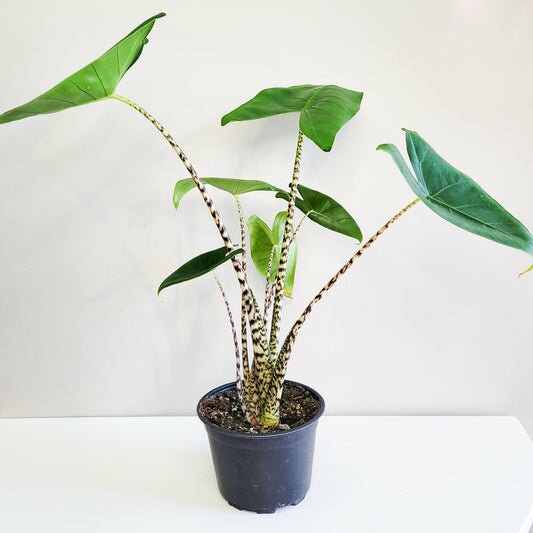 Alocasia zebrina-Plants-ThePaintedLeaf